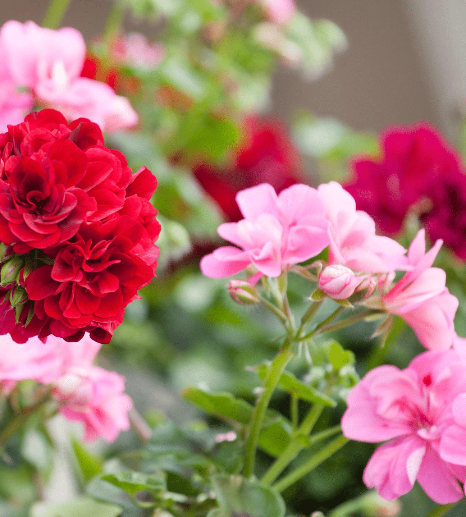 Erivariset pelargoniat.